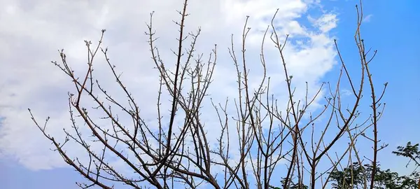 Doğal gökyüzü mavi arkaplan ve ağaç