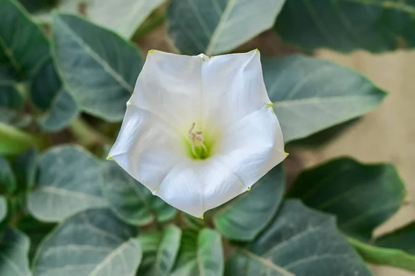 Datura inoksinin beyaz çiçeklerinin üst görünümü