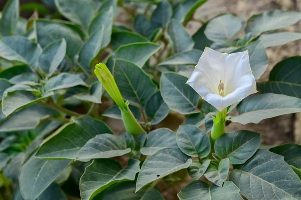 Datura inoksiya 'nın beyaz çiçeklerinin yakın çekimi