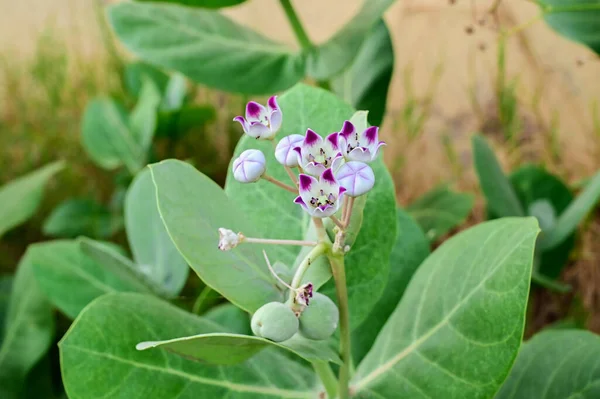 Primer Plano Flor Calotropis Gigantea —  Fotos de Stock