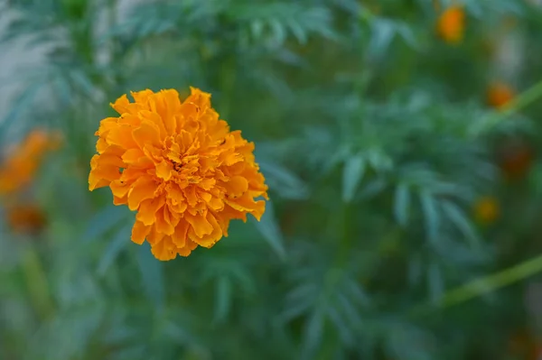 Tagetes Género Botânico Pertencente Família Asteraceae Eles Estão Entre Vários — Fotografia de Stock