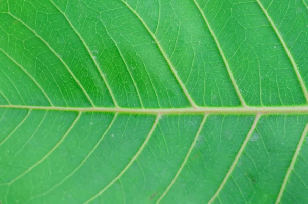 arkaplan dokusu yeşil yaprak yapısı makro fotoğrafçılık