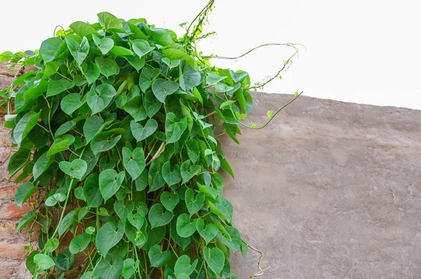 Tinospora cordifolia Kalp Bırakılmış Bitki Kapalı Giloy, Amrita, Gudbel