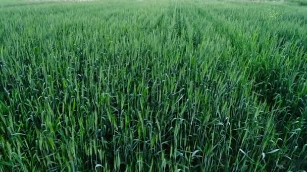 Прекрасный Вид Большие Пшеничные Поля Летний Пейзаж Сбора Урожая Пшеницы — стоковое видео