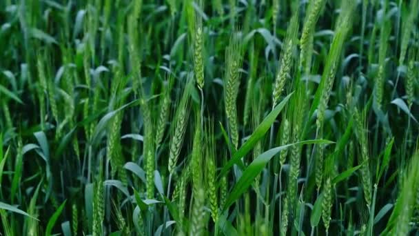 Крупный План Стеблей Зеленой Пшеницы Летящих Ветру — стоковое видео