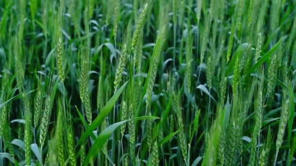 Закрытие Колосьев Зеленой Пшеницы Поле — стоковое видео