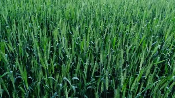 Closeup Ripening Ear Wheat Field — Stock Video