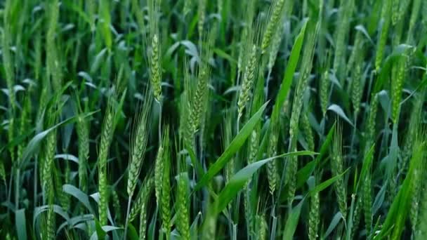 Красивый Крупный План Колосьев Зеленой Пшеницы Поле — стоковое видео