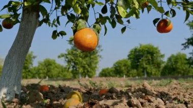 Arkasında mavi gökyüzü olan bir ağaçta sallanan portakal meyvesi.