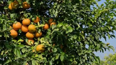 Meyve bahçesinde olgun ve sulu portakallar.
