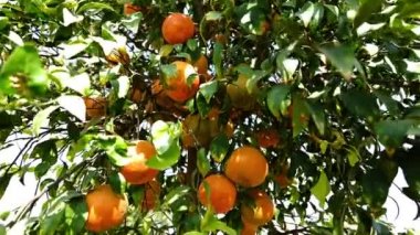 Meyveli portakal ağaçları, yerel meyve çiftlikleri..