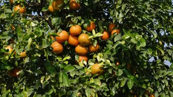 Zitrusfrüchte Wachsen Auf Bäumen Orangen — Stockvideo