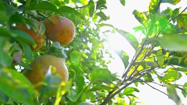 Rijp Sinaasappels Boom Tuin — Stockvideo