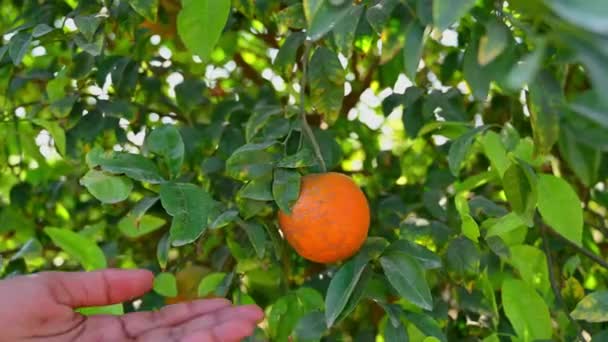 Person Pflückt Schöne Gesunde Saftige Bio Orangen Garten — Stockvideo