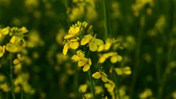 Beautiful Closeup Mustard Flower — Stock Video