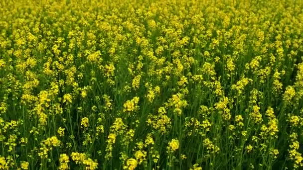 Scene Mustard Flower Field Yellow Beauty — Stock Video