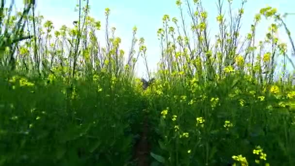 View Passing Middle Mustard Field — Stock Video