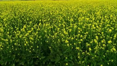 Hardal tarlasının güzel manzarası, sarı güzellik