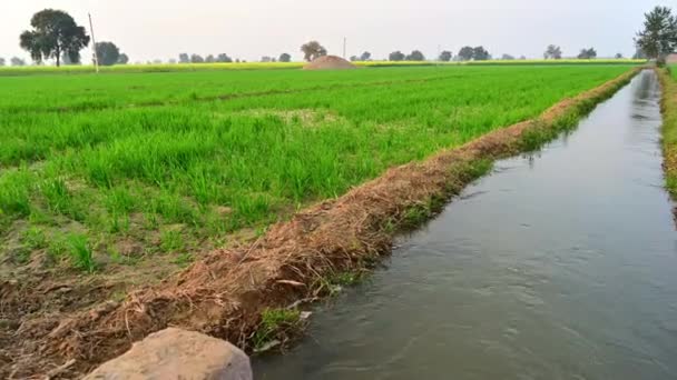 Wasser Fließt Durch Bewässerungskanäle Einem Weizenfeld — Stockvideo