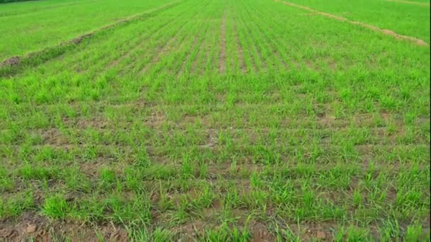 Landschaft Ansicht Von Weizenblättern Wächst Auf Dem Feld — Stockvideo