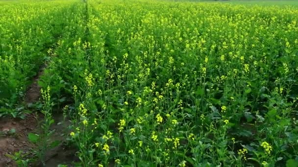Táj Kilátás Mustár Növények Területen Sárga Szépség — Stock videók