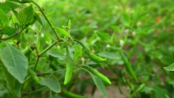 Bio Grüne Chilischoten Hängen Pflanze Garten — Stockvideo