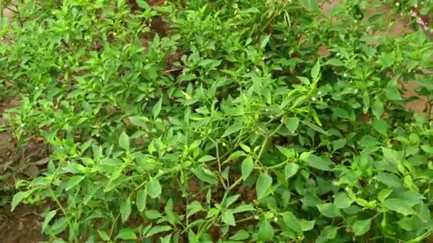Plantas Pimenta Verde Jardim — Vídeo de Stock