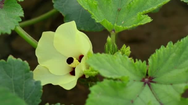 Zbliżenie Lady Palec Kwiat — Wideo stockowe