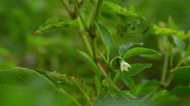 Gros Plan Fleur Chili Avec Des Pétales Blancs — Video