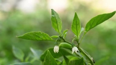 Beyaz yapraklı kırmızı biber çiçeğini kapat.