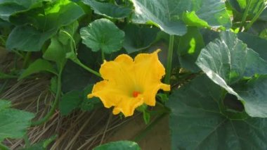 Yellow flower of pumpkin on vine