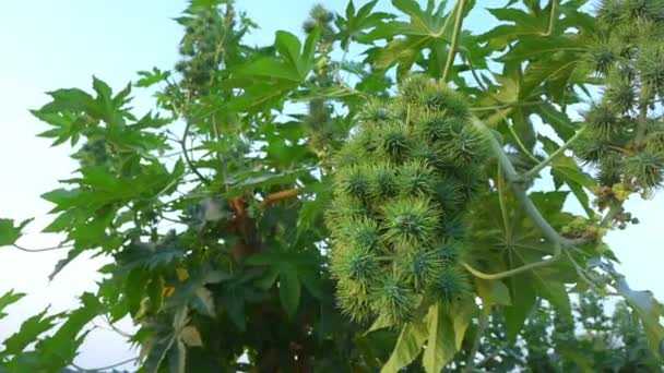 Closeup Green Seeds Castor Oil Plant Ricinus Communis Fruit Tree — Videoclip de stoc