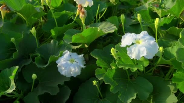 Beautiful White Flowers Cabbage Tree — Vídeos de Stock