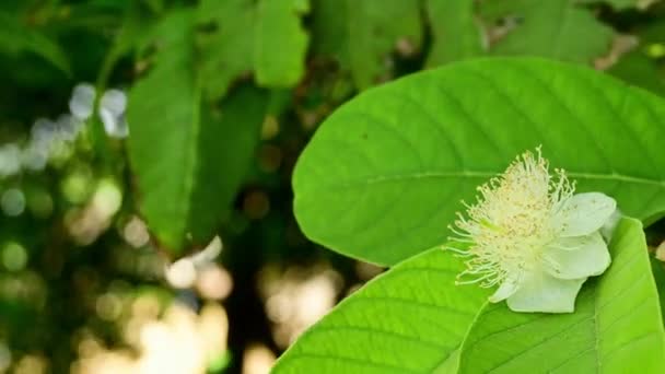 White Flower Guava Fruit — Stok Video