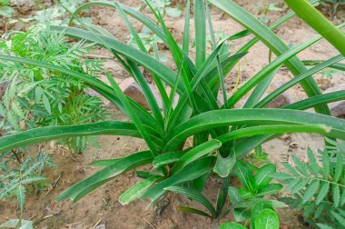 closeup of Crinum latifolium plain.
