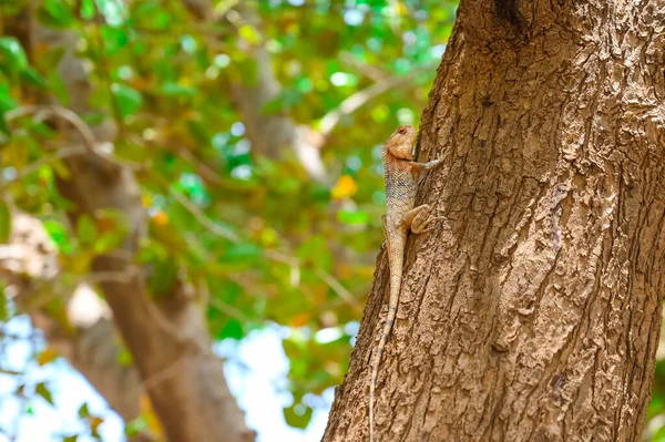 Close up of Indian chameleon crawling on a tree
