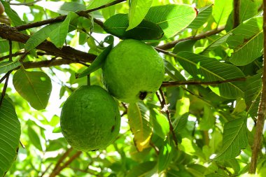 Ağaçta asılı duran Guava Meyvesi 'ne yaklaş.