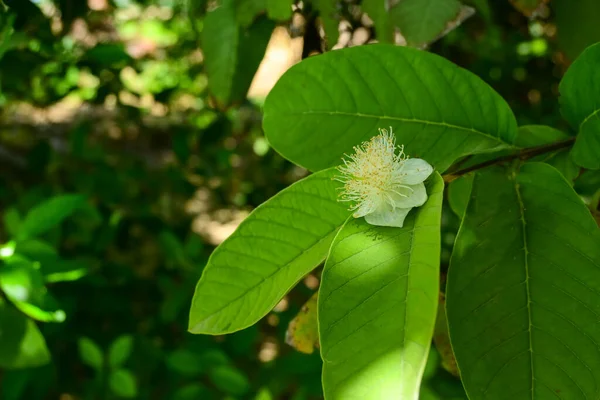 Guava çiçeğine yaklaş