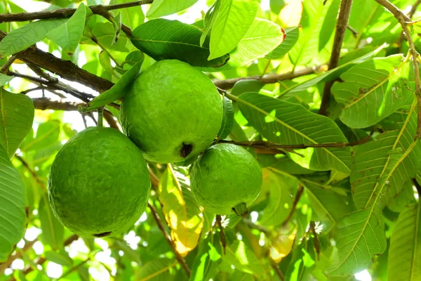 Üç Guava meyvesinin ağaç dalında asılı olduğu yakın plan.