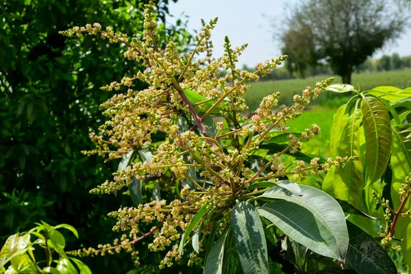 Ağaçtaki mango çiçeklerini kapat.