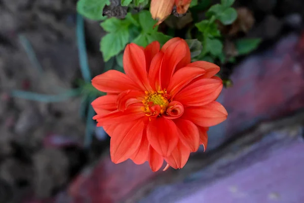 Nahaufnahme Der Rosa Dahlienblüte Garten — Stockfoto