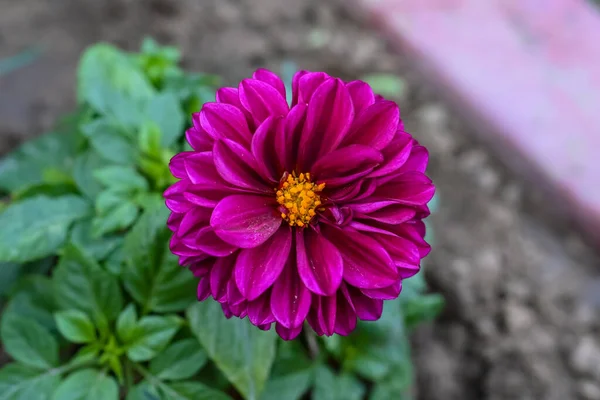 Bahçedeki Mor Dahlia çiçeği