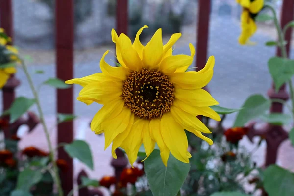 Close Sun Flower Growing Garden — Stock Photo, Image