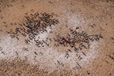 Kanatlı bir grup erkek karınca