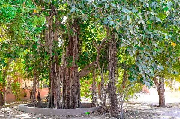 Parktaki Banyan ağacı