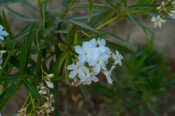 Nerium Oleander Toulouse, saf beyaz çiçekler, yaklaşın