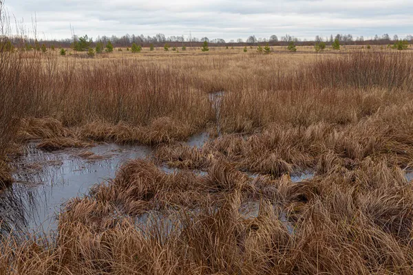 Canlı, renkli ve parlak manzara, donmuş bataklık manzarası, bataklık ya da gri gökyüzü olan sulak arazi. Kuzey Rusya ya da Tundra doğasının sonbahar ya da bahar manzarası