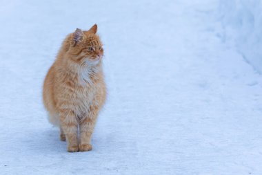 Evsiz ya da kayıp kedi soğuk kış bulutlu bir günde, şehirde ya da şehir sokağında karın üzerinde oturuyor.