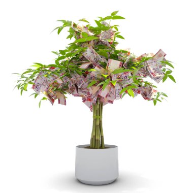 Ganaian cedi ağacı. Paranın üç boyutlu görüntüsü beyaz arka planda izole edilmiş ağaçta. finansal büyüme