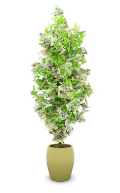 Papua Yeni Gine kina ağacı. Paranın üç boyutlu görüntüsü beyaz arka planda izole edilmiş ağaçta. finansal büyüme